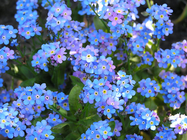 forget-me-not2